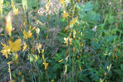 Echeandia echeandioides