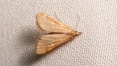 Dolicharthria punctalis