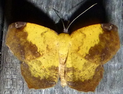 Antepione thisoaria