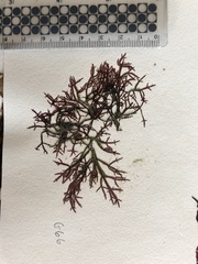 Lomentaria hakodatensis