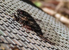 Birrima castanea