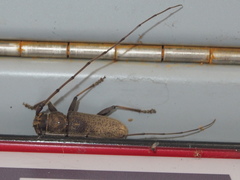 Stromatium longicorne