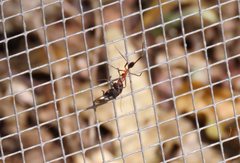 Leptomyrmex cnemidatus