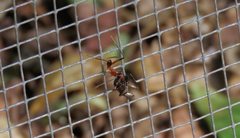 Leptomyrmex cnemidatus