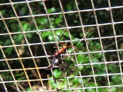 Leptomyrmex cnemidatus