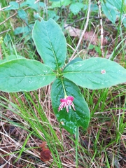 Lonicera alpigena