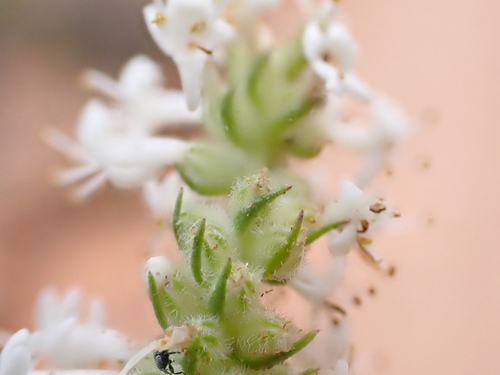 Image of Selago eckloniana by (c) Dave U, some rights reserved (CC BY-SA)
