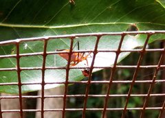 Gminatus australis