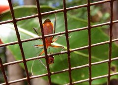 Gminatus australis