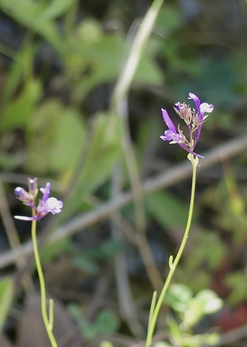 Linaria pelisseriana iNat (3)