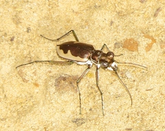 Eunota circumpicta