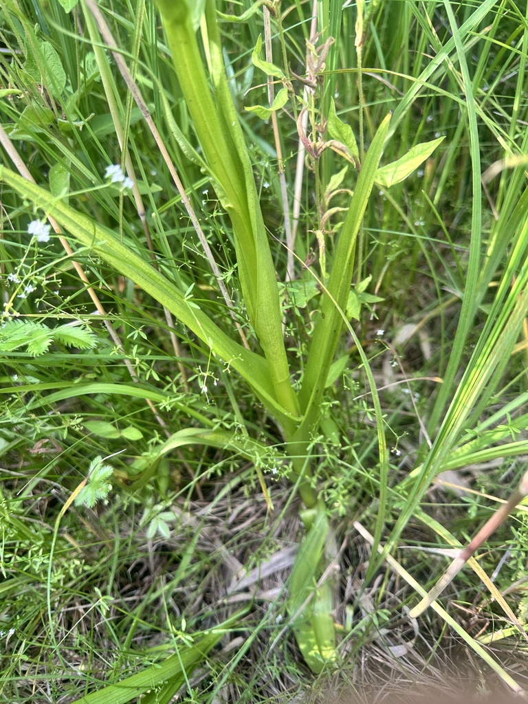 Dactylorhiza russowii (Klinge) Holub