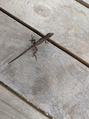 Anolis opalinus