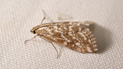 Evergestis frumentalis