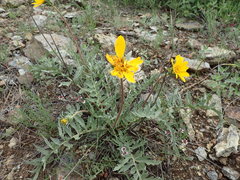 Lomatium hooveri