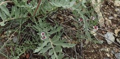 Lomatium hooveri