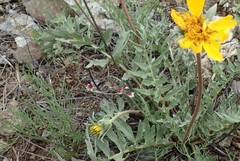 Lomatium hooveri