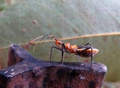 Trachylestes aspericollis