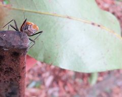 Trachylestes aspericollis
