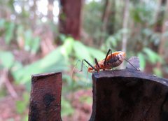 Trachylestes aspericollis