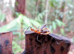 Trachylestes aspericollis
