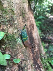 Saiva transversolineata