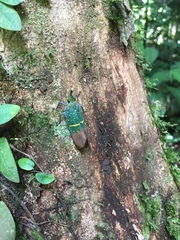 Saiva transversolineata