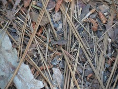 Apterodela unipunctata