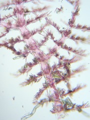 Pterothamnion pectinatum