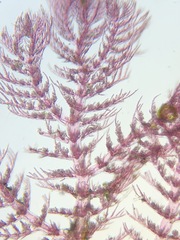 Pterothamnion pectinatum