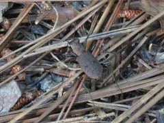 Apterodela unipunctata