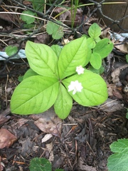 Lysimachia latifolia