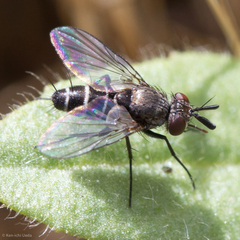 Clausicella setigera