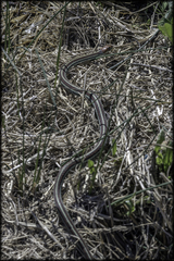 Thamnophis sirtalis tetrataenia