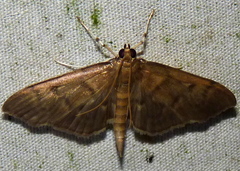 Herpetogramma aeglealis