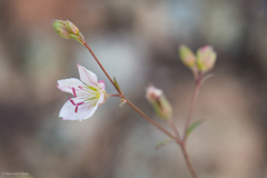 Hesperolinon spergulinum