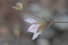 Hesperolinon spergulinum