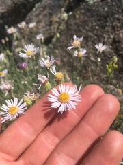 Erigeron breweri porphyreticus