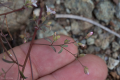Hesperolinon spergulinum