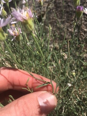 Erigeron breweri porphyreticus
