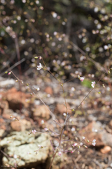 Hesperolinon spergulinum