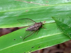 Birrima castanea