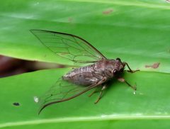 Birrima castanea
