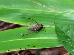 Birrima castanea