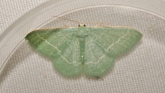 Phaiogramma etruscaria