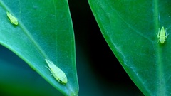 Graphocephala idonea