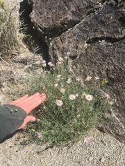 Erigeron breweri porphyreticus