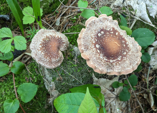 Lentinula edodes
