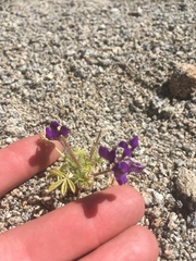 Lupinus flavoculatus