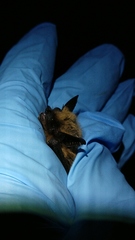 Myotis ciliolabrum